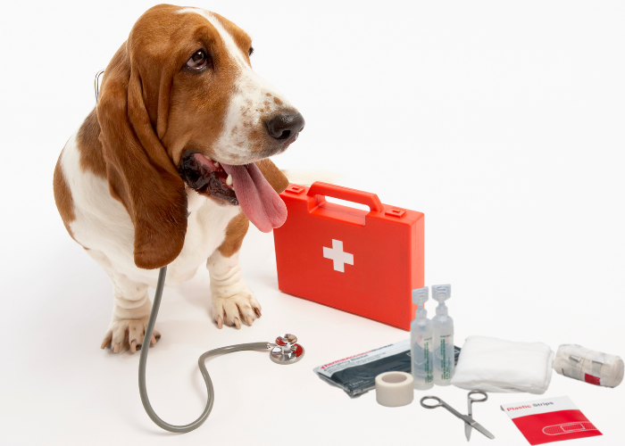 First aid pup WW